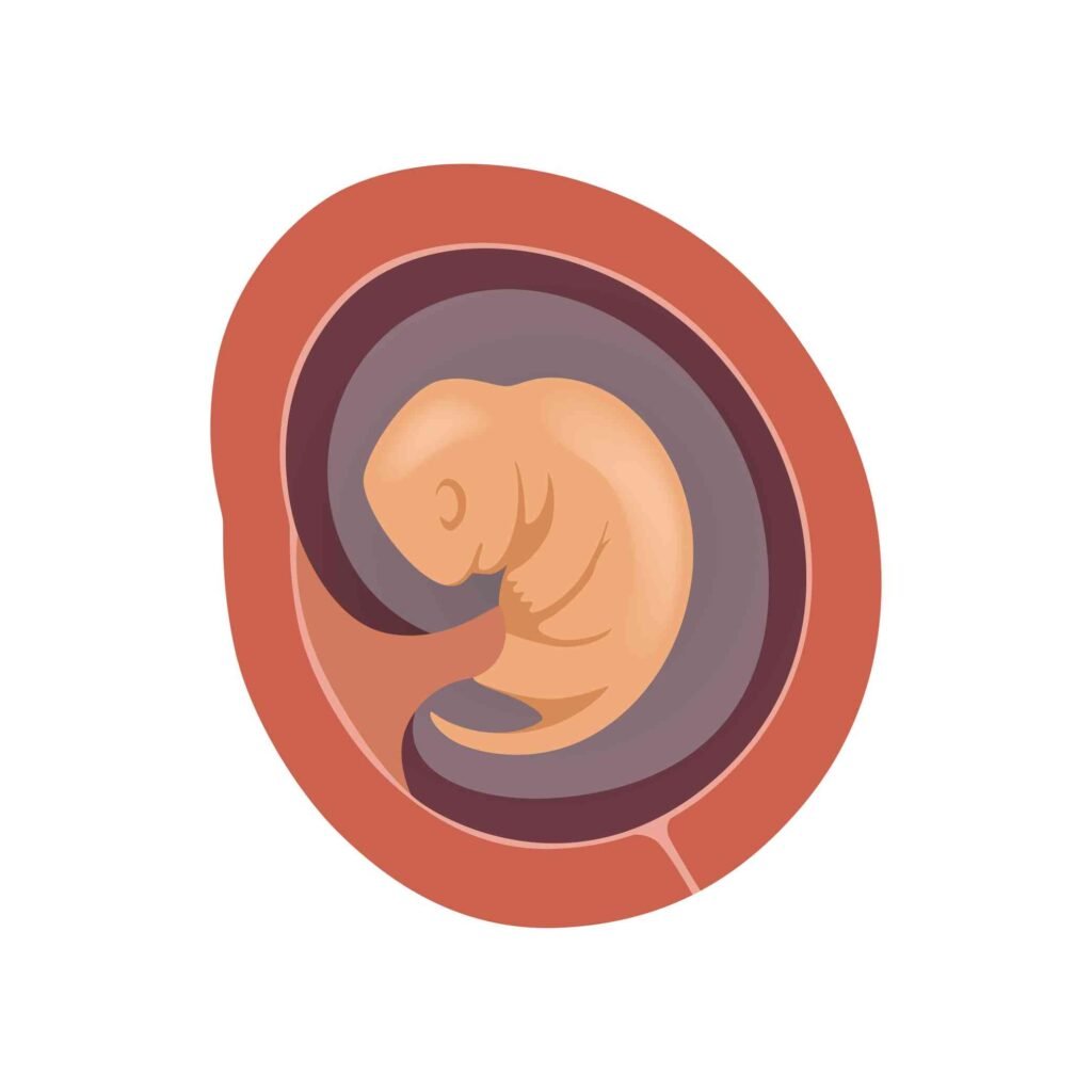 ivf embryo transfer