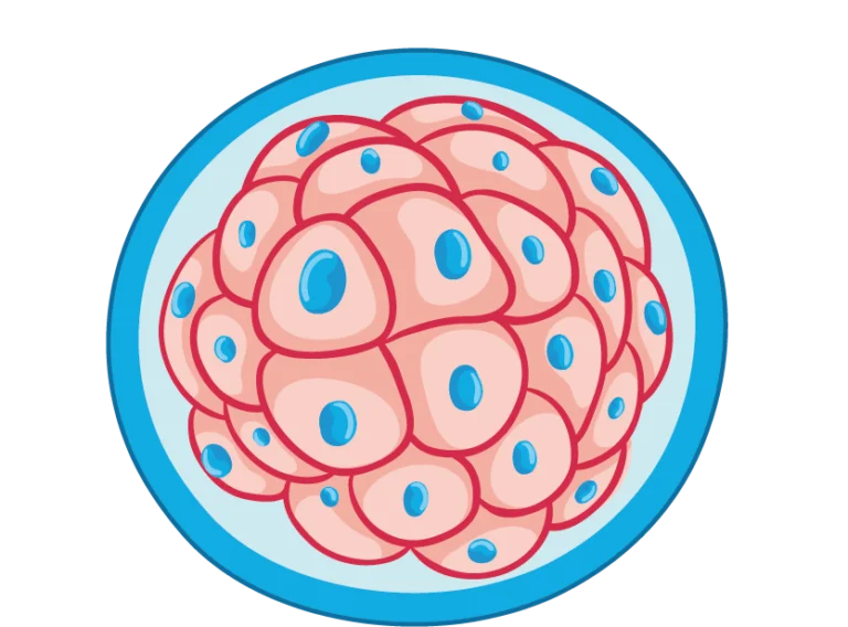 grading of embryo