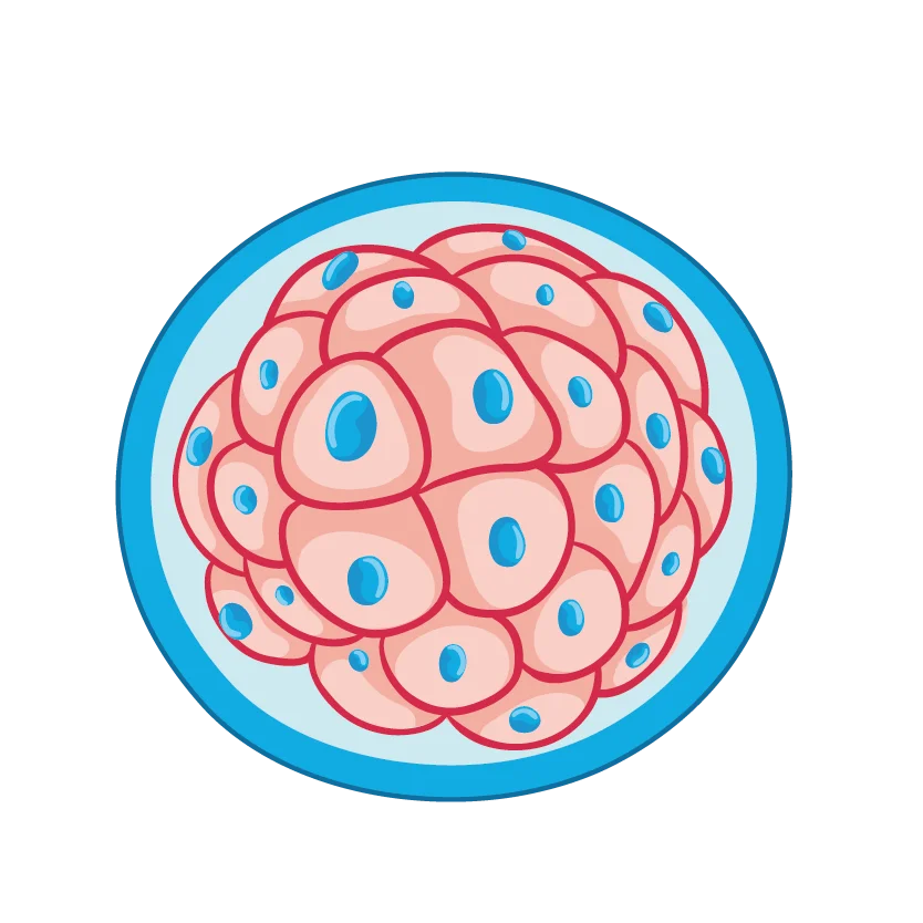 grading of embryo